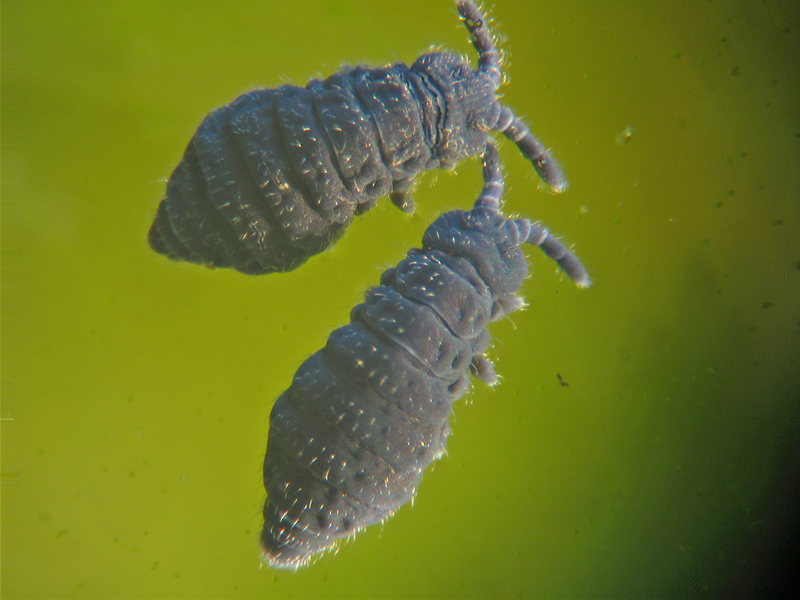 Podura acquatica